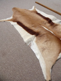 Springbok Hide (4)