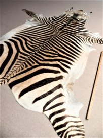 Zebra Hide Hartmann C Grade (23)