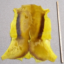 Springbok hide Lemon Green