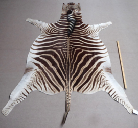 Zebra Hide Burchell A Grade (2)