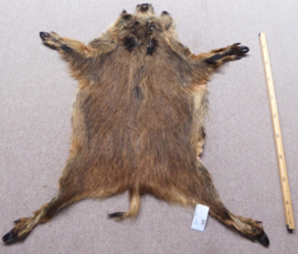 Wild Boar Skin S/M (30)