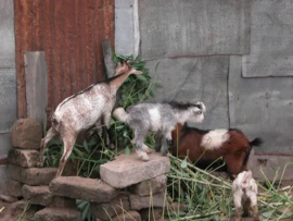 Small Goatskins
