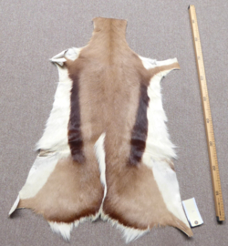 Springbok Hide (12)