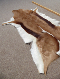 Springbok Hide (8)