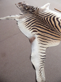 Zebra Hide Burchell A Grade (41)