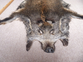 Wild Boar Skin M (27)