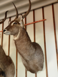 Waterbok Head Mount