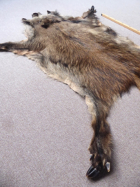 Wild Boar Skin L (23)