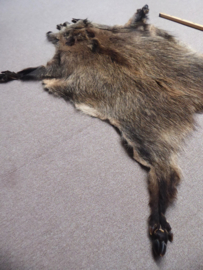 Wild Boar Skin L (17)