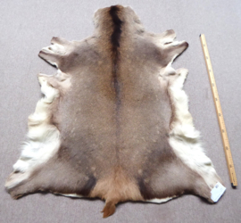 Red Deer Hide (5)