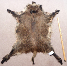 Wild Boar Skin M/L (25)
