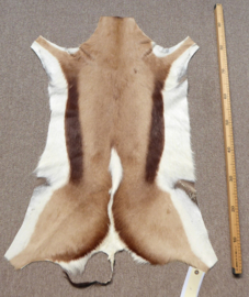 Springbok Hide (9)
