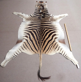 Zebra Hide Burchell A Grade (41)
