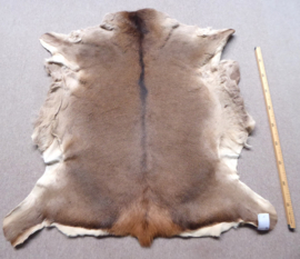 Red Deer Hide (2)