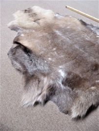 Reindeer Hide (53)