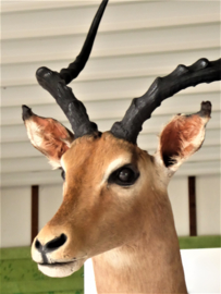 Impala Head Mount