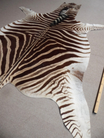 Zebra Hide Burchell A Grade (2)