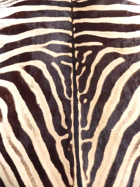 Zebra Hide Burchell A Grade (41)
