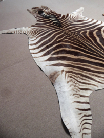 Zebra Hide Burchell A Grade (2)