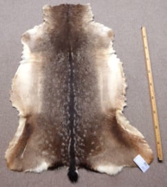 Fallow Deer Hide (81)