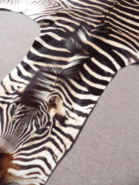 Zebra Hide Burchell A Grade (41)