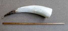 Polished Horn Extra-Large (3)