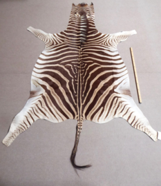 Zebra Hide Burchell A Grade (40)