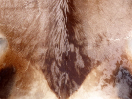 Hartebeest Hides