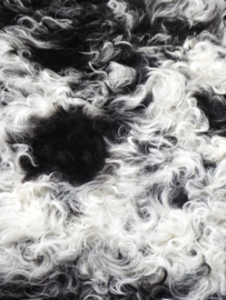 Curly Lambskin XS (10)