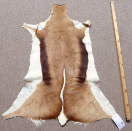 Springbok Hide (7)