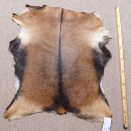 Goatskin (101)