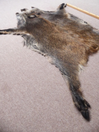Wild Boar Skin M (27)