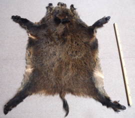 Wild Boar Skin M/L (16)