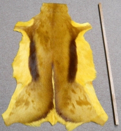 Springbok hide Yellow