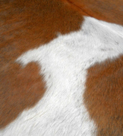 Brown & White Cowhides