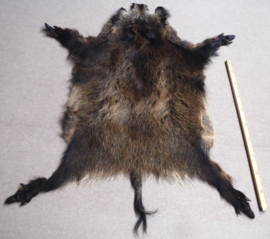 Wild Boar Skin L (18)