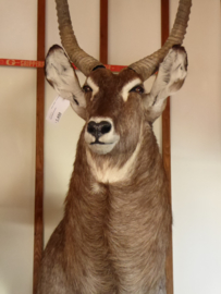 Waterbok Head Mount