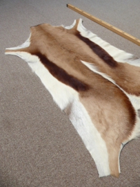 Springbok Hide (5)