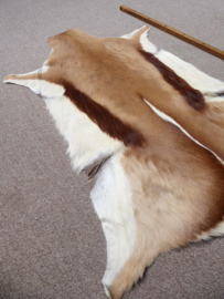 Springbok Hide (3)