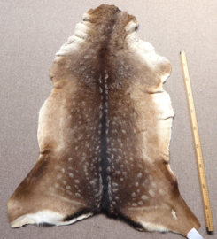 Fallow Deer Hide (83)