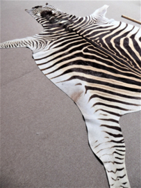 Zebra Hide Burchell B Grade (17)