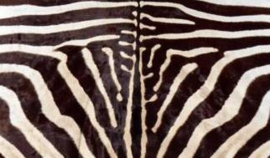 Zebrahuiden