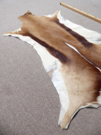 Springbok Hide (10)