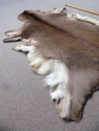 Red Deer Hide (5)