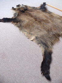 Wild Boar Skin M/L (24)