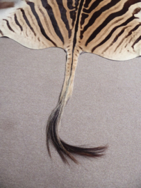 Zebra Hide Burchell A Grade (41)