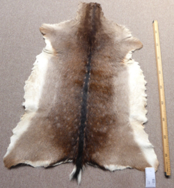 Fallow Deer Hide (84)