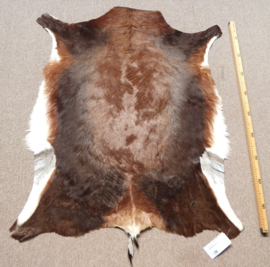 Blesbok Hide (3)