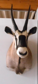 Gemsbok/Oryx Head Mount