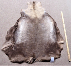 Reindeer Hide (61)